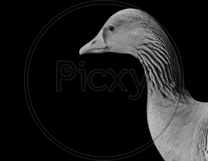 Goose On The Black Background