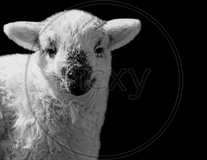 Cute Baby Sheep On The Black Background
