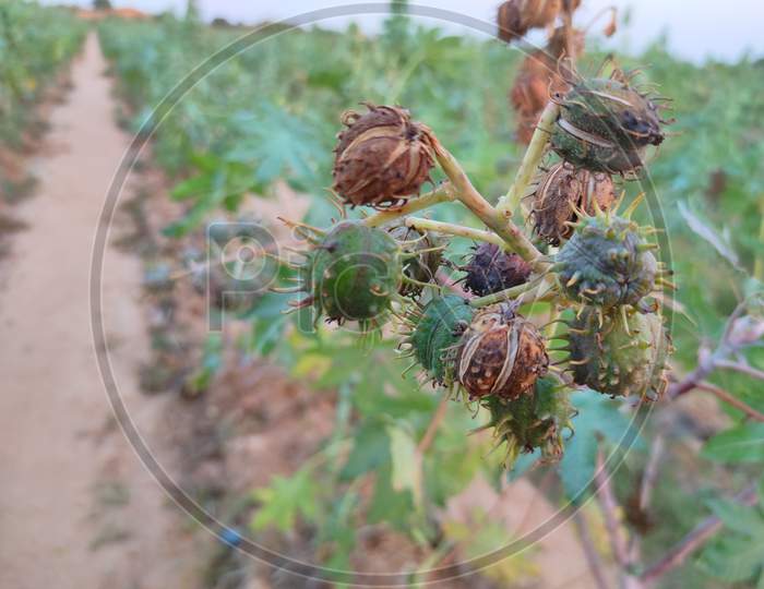 Closeup Shot Of Castor Fruits Growing In Farm . Selective Focus On Subject