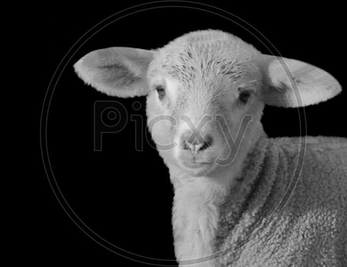 Baby Sheep Closeup On Black Background