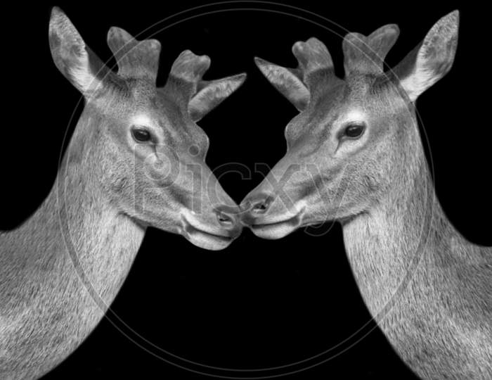 Couple Deer Closeup Face On The Black Background