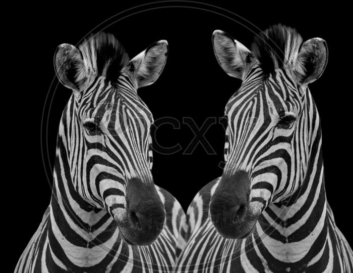 Two Zebra Front Face On Black Background