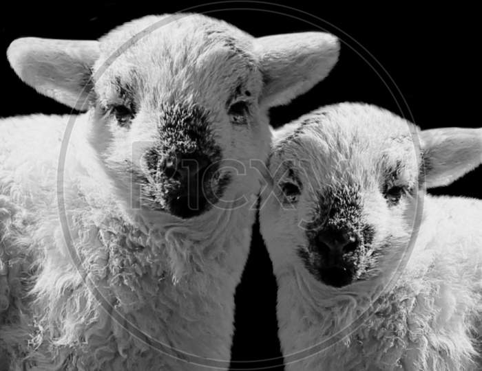 Two Lamb Sheep Face On The Black Background