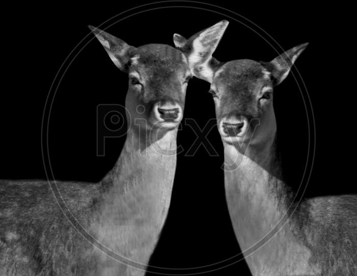 Wild Couple Deer Beautiful Pair On The Black Background