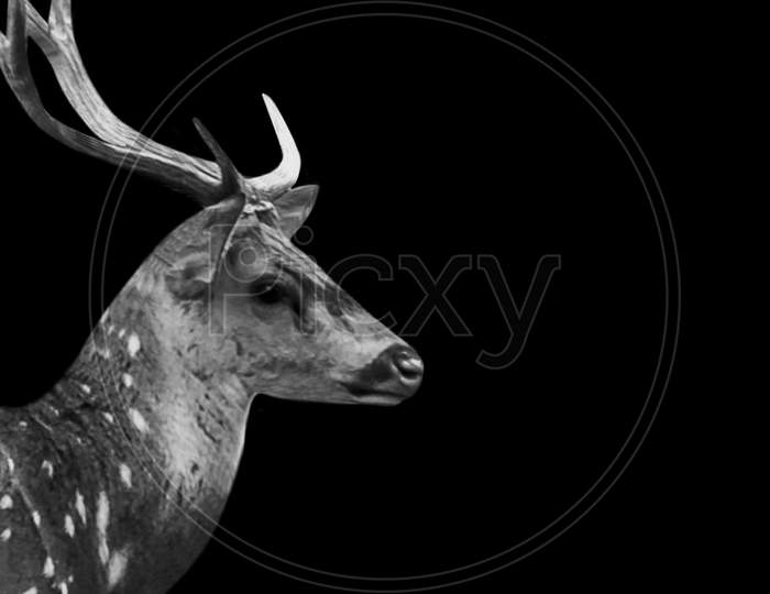 Long Deer Antlers Face On The Black Background