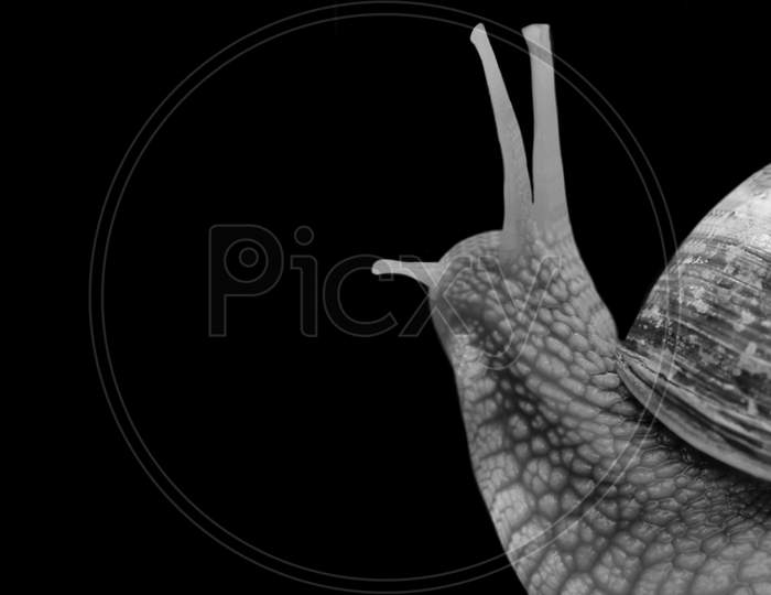 Cute Black And White Snail On The Dark Black Background