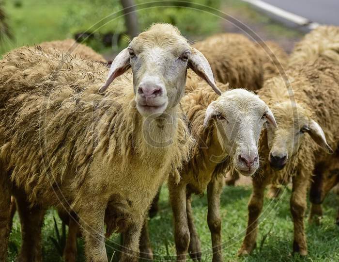 Sheep And Lambs In Flock Of Some Unknown Livestock Farm In Close Encounter Looking With A Curious And Inquisitive Eyes. India. Asia. 2019.