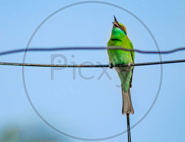 Indian Or Asian Green Bee Eater In The Sunny Day With A Catch Isolated In The Background Of Blue Sky.