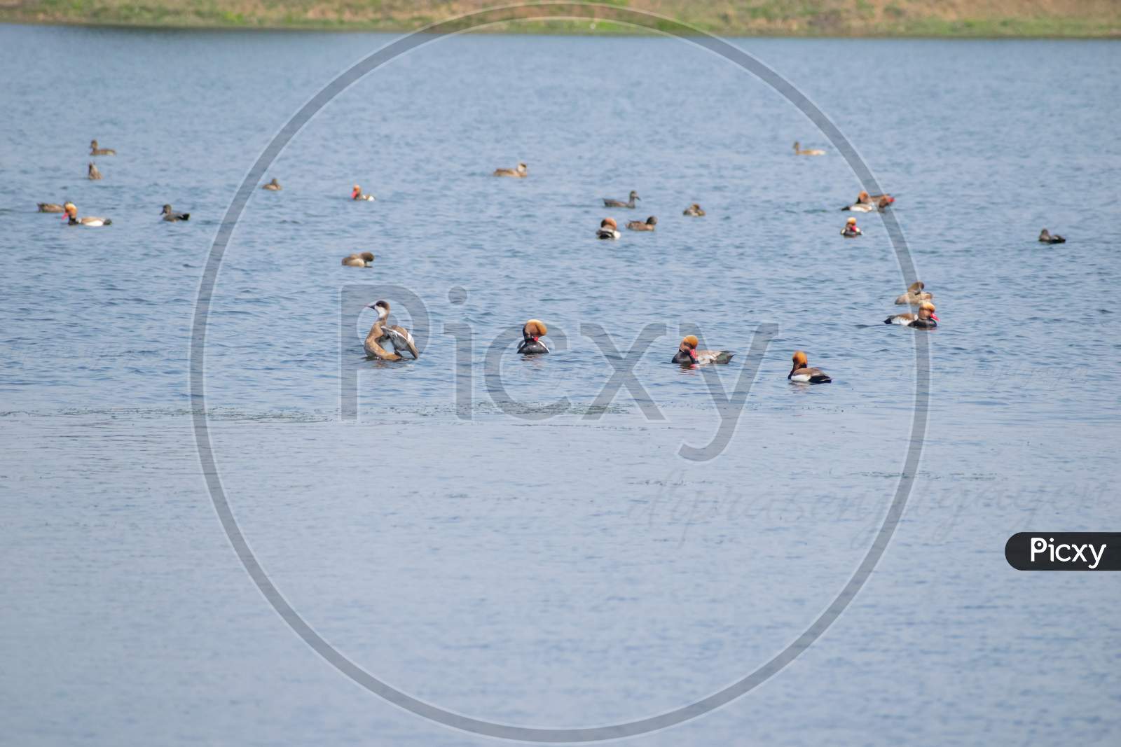 Migratory Birds Playing In The Cool Water Pond In Groups. Barabani , Asansol, India.