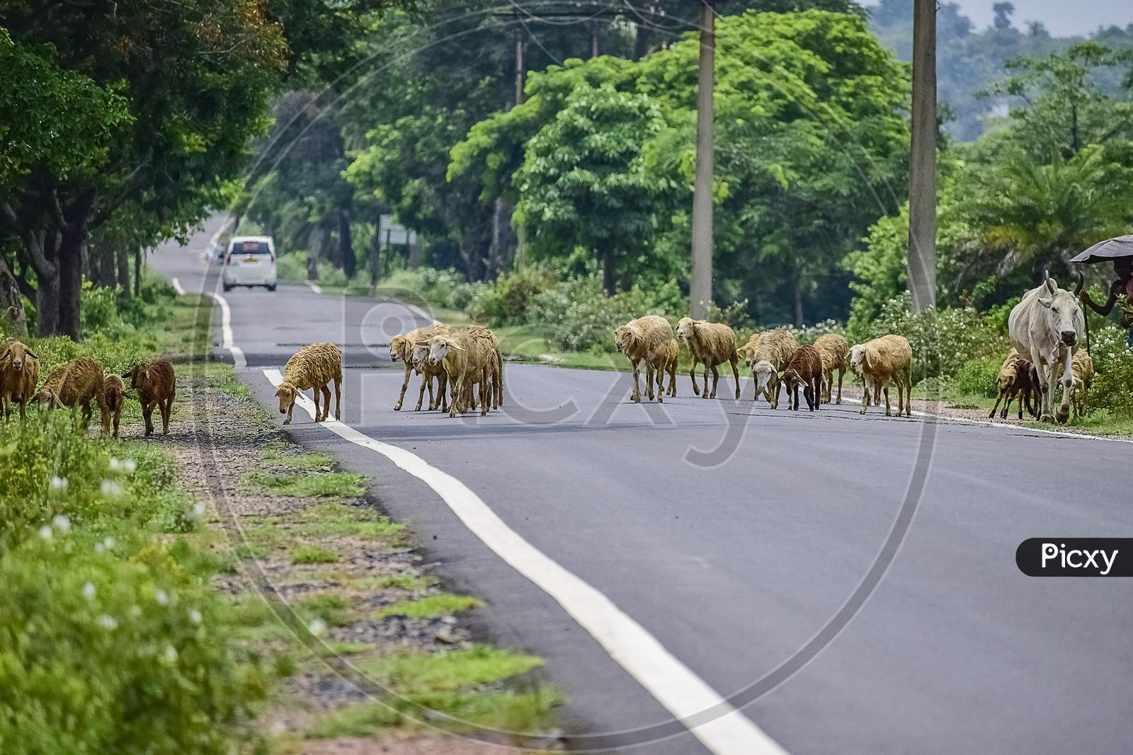 A Flock Of Sheep Crossing A Asfalt Or Tar Made Road In A Line Arranged Following The Leader One. India. Asia. 2019.