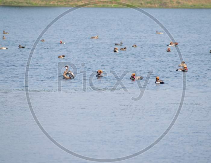 Migratory Birds Playing In The Cool Water Pond In Groups. Barabani , Asansol, India.