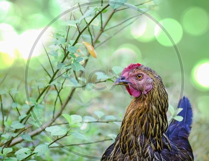 Portrait Of A Domestic Hen Isolated In Front Of Pond Water Which Made A Bokeh Blur.