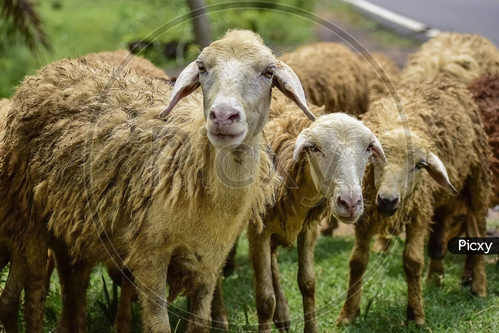 Sheep And Lambs In Flock Of Some Unknown Livestock Farm In Close Encounter Looking With A Curious And Inquisitive Eyes. India. Asia. 2019.