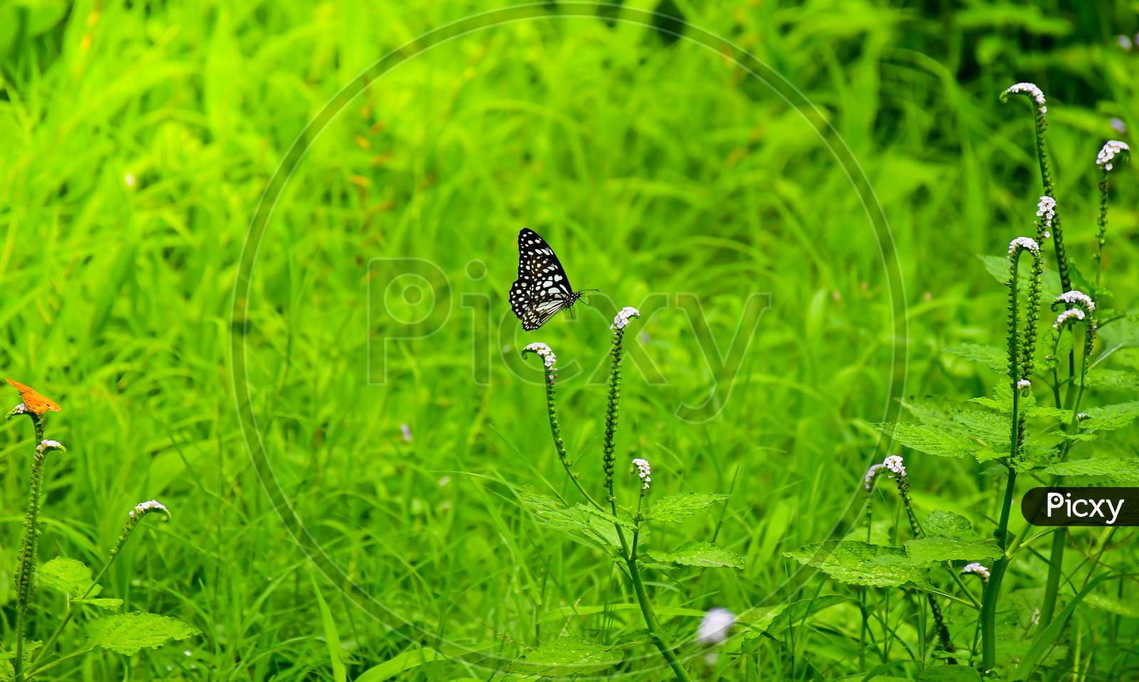A Blue Tiger Butterfly Flying In The Air With Natural Background