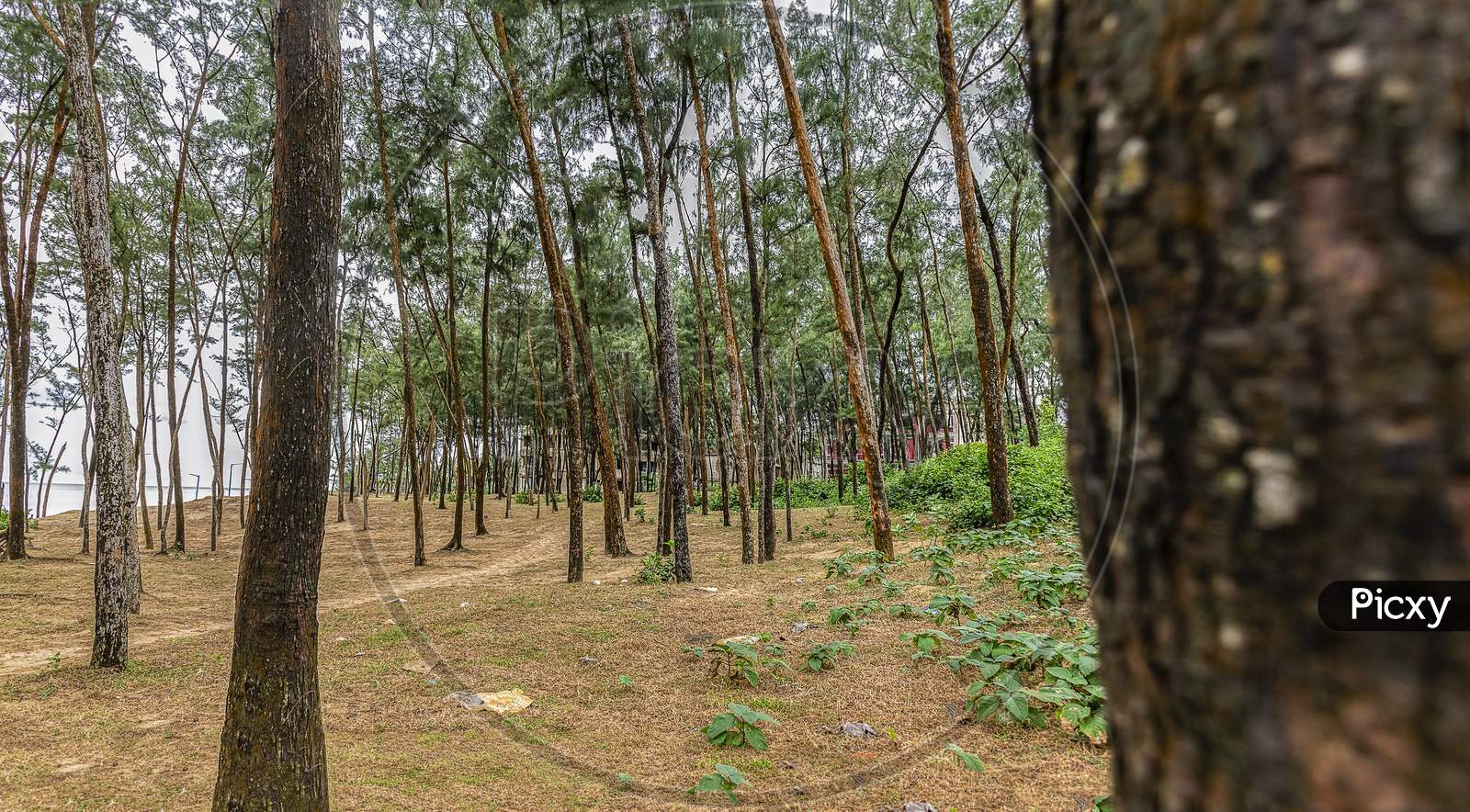 Pine Forest Garden By The Sea Beach At Bay Of Bengal In Front Of The Hotels Of Digha West Bengal India, Asia.