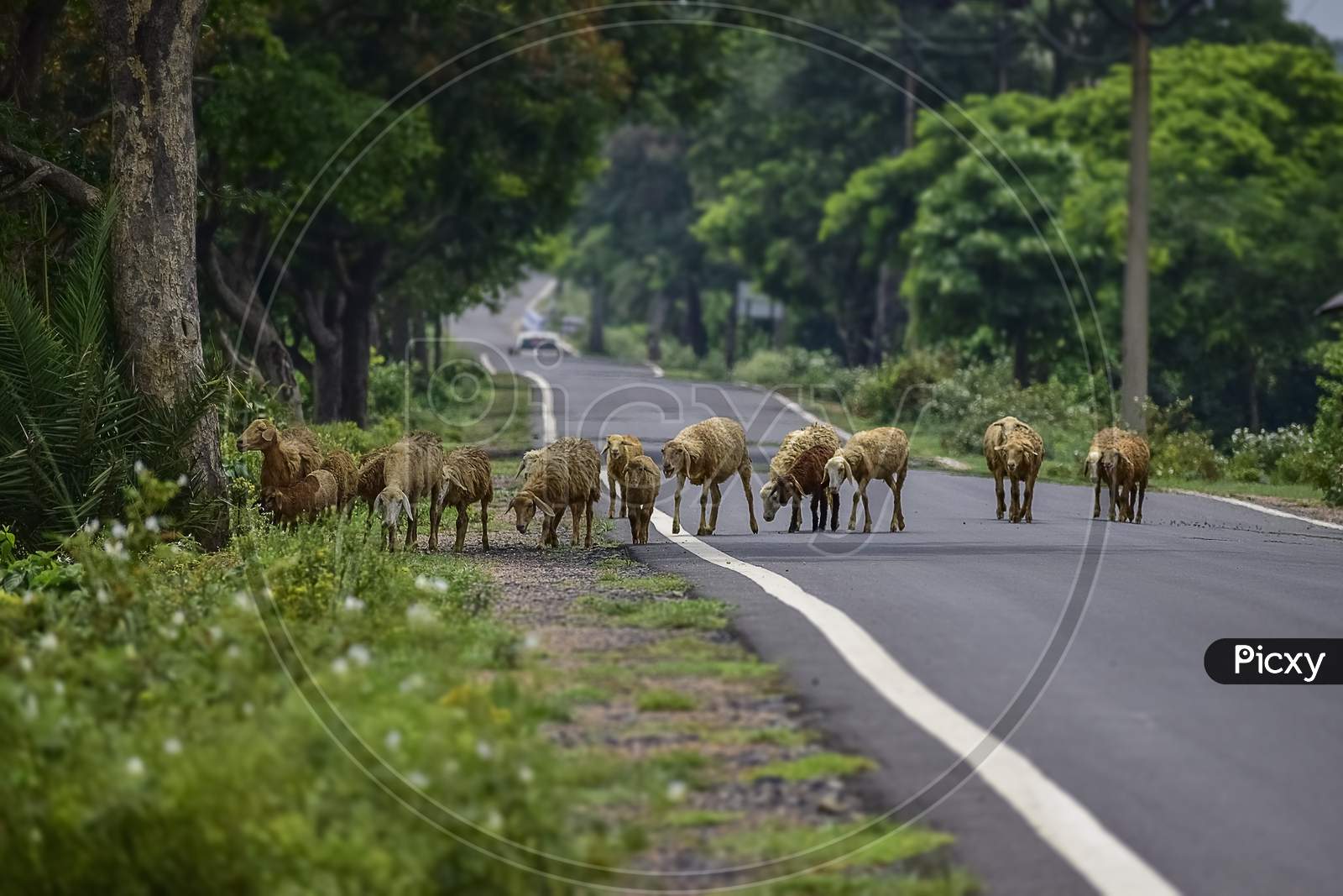 A Flock Of Sheep Crossing A Asfalt Or Tar Made Road In A Line Arranged Following The Leader One. India. Asia. 2019.