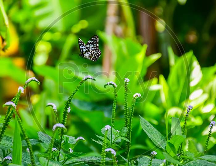 A Blue Tiger Butterfly Flying In The Air With Natural Background