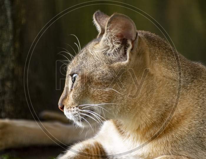 Portrait Head Shot Of An Asian Domestic Cat Sitting In Resting Position Looking Out Of The Frame Not To The Camera.