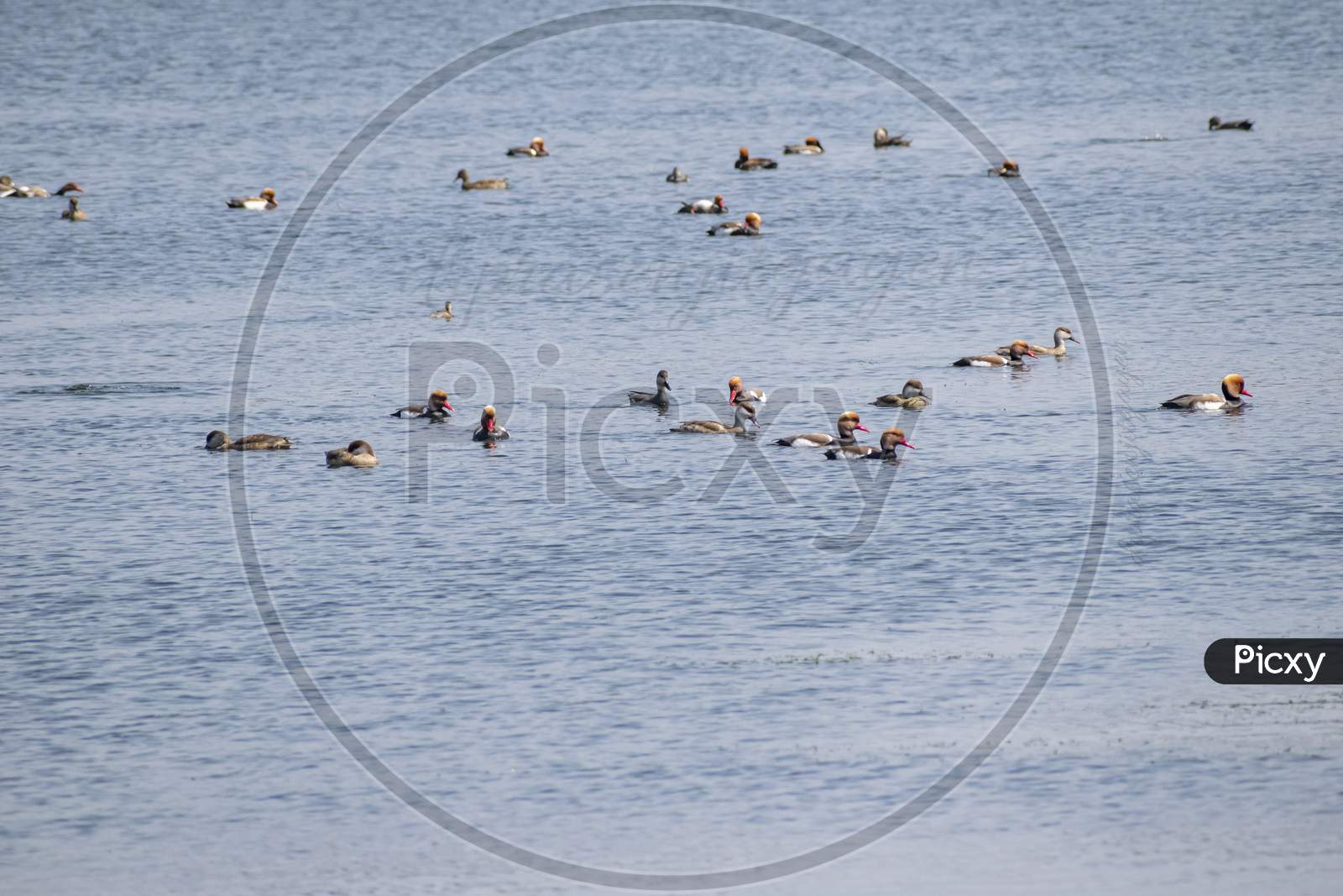 Migratory Birds Playing In The Cool Water Pond In Groups. Barabani , Asansol,India.