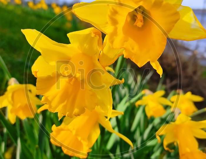 Narcissus Pseudonarcissus (Commonly Known As Wild Daffodil Or Lent Lily)