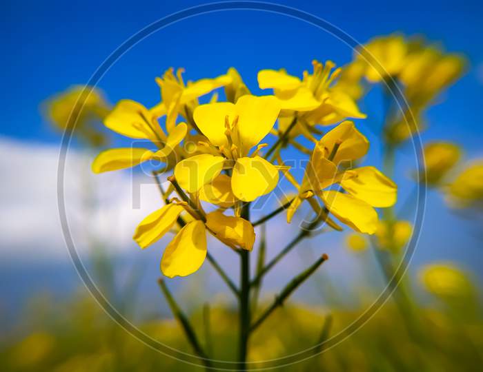Yellow Mustard Blossoms Of Rape Plant