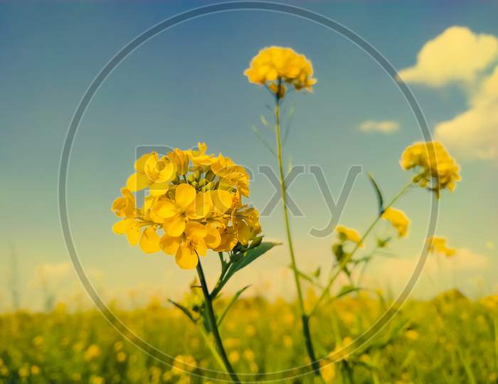 Low Angle View Of Bright Yellow Flowers Of Rapeseed