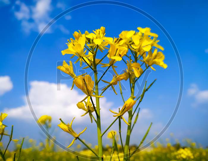 Yellow Mustard Flowers Rapeseed Field Winter Landscape Blue Sky View