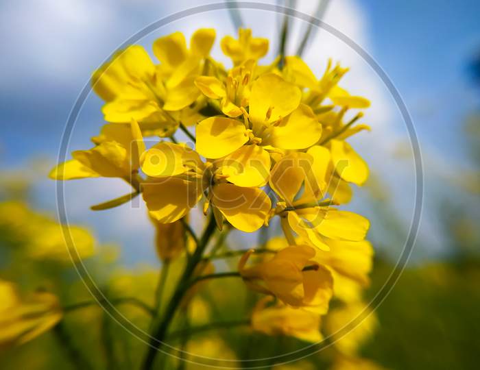 Field Of Yellow Mustard Flowers Rape Blossoms