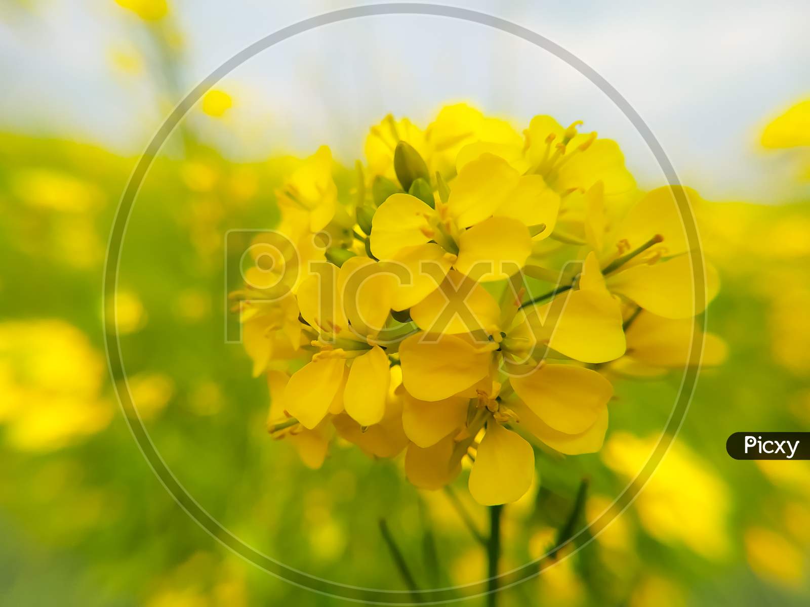 Mustard Flowers Close Up, Soft Focus
