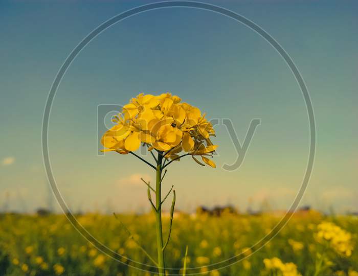 Macro Of A Mustard Flower Set Against A Clear Blue Sky