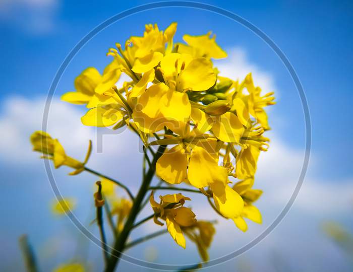 Mustard Flower Close Up Shot On Blue Sky