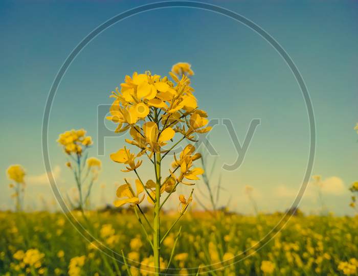 Beautiful View Of The Blue Sky And Yellow Mustard Flowers Field
