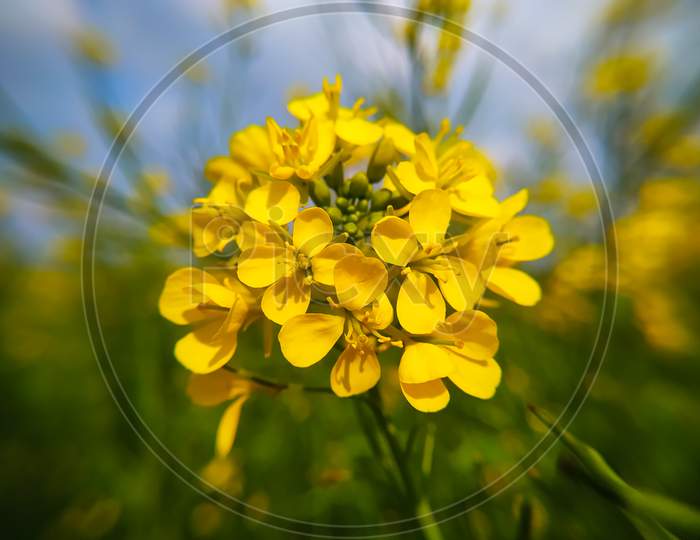 Closeup Of Mustard Field Flowers On A Meadow