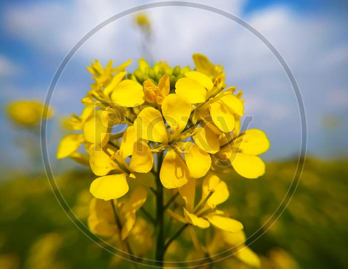 Beautiful Closeup Of Yellow Mustard Flowers