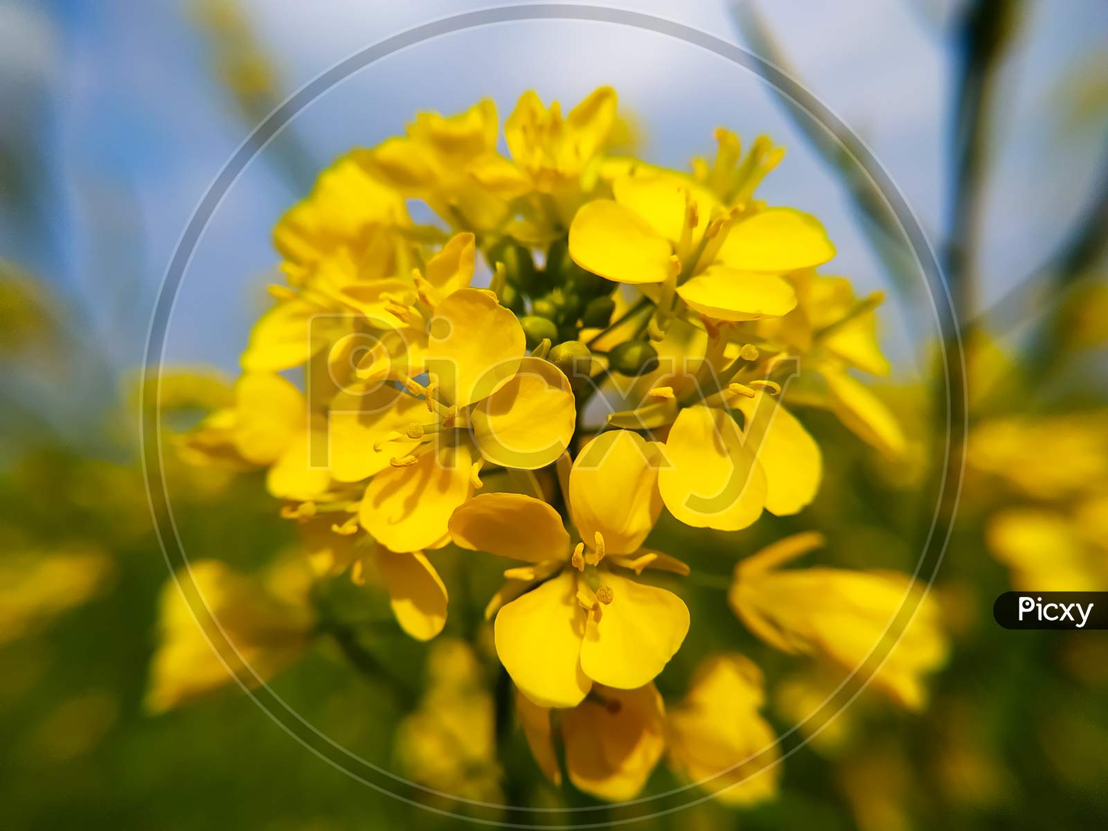 Closeup Of Yellow Mustard Flowers