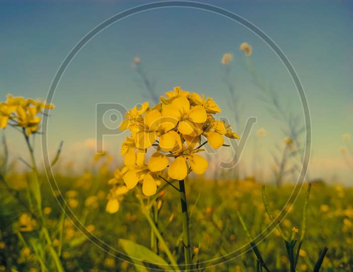 Mustard Field