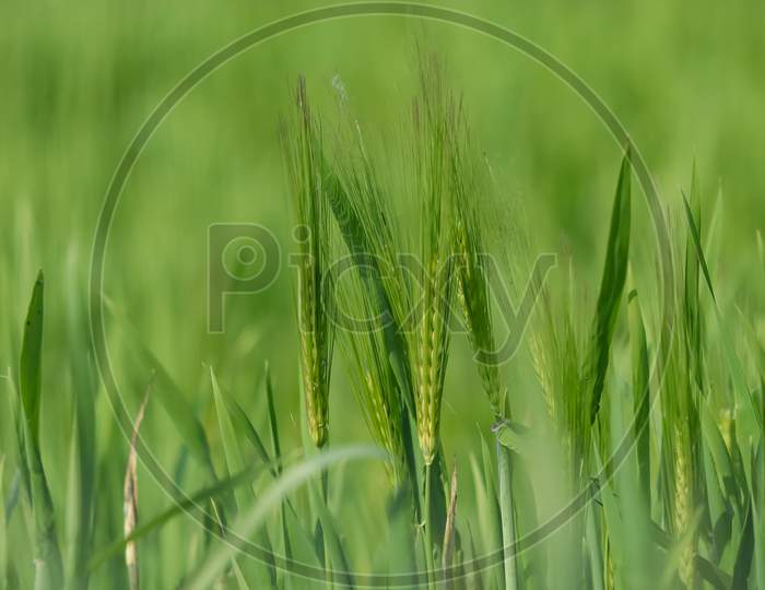 Field Of Green Wheat Plant Agricultural Field.