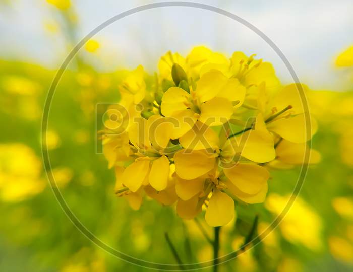 Mustard Flowers Close Up, Soft Focus