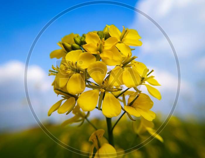 Beautiful Mustard Flowers Blossom Blooming On Blue Sky