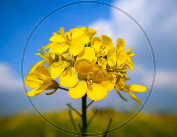 Blooming Rapeseed In The Afternoon In The Winter