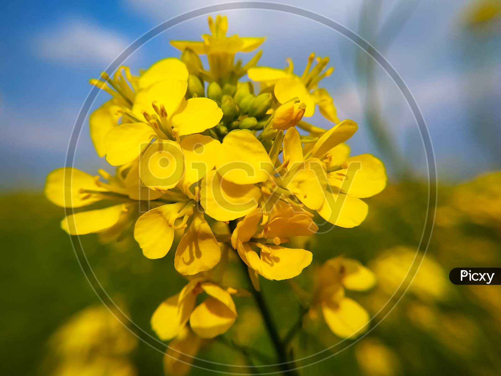 Closeup Of Yellow Mustard Flowers In The Field