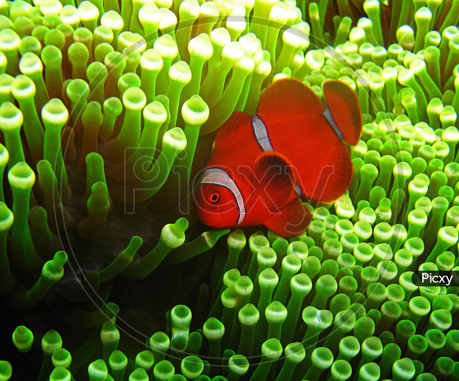 Beautiful pictures of  Indonesia underwater pictures