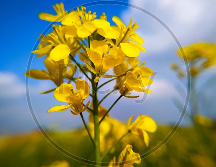 The Golden Flowers Of The Mustard Crop