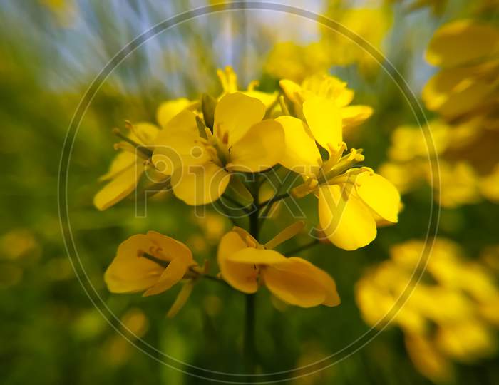 Mustard Flower On Green And Yellow Blurred Background