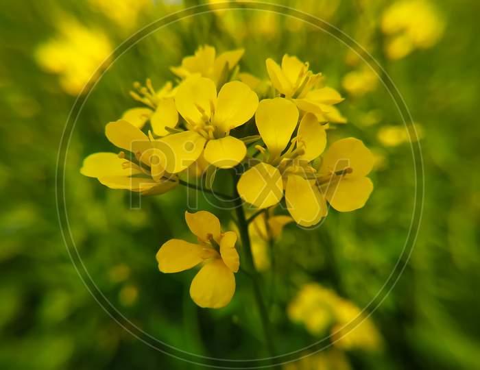 Mustard Flower On Green Blurred Background