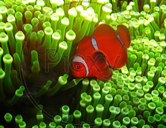 Beautiful pictures of  Indonesia underwater pictures
