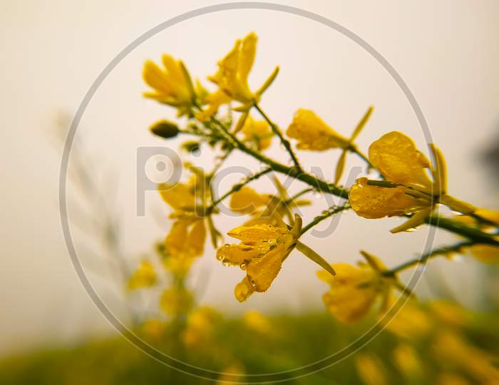 Yellow Rape Mustard Flower For Healthy Food Oil On Field