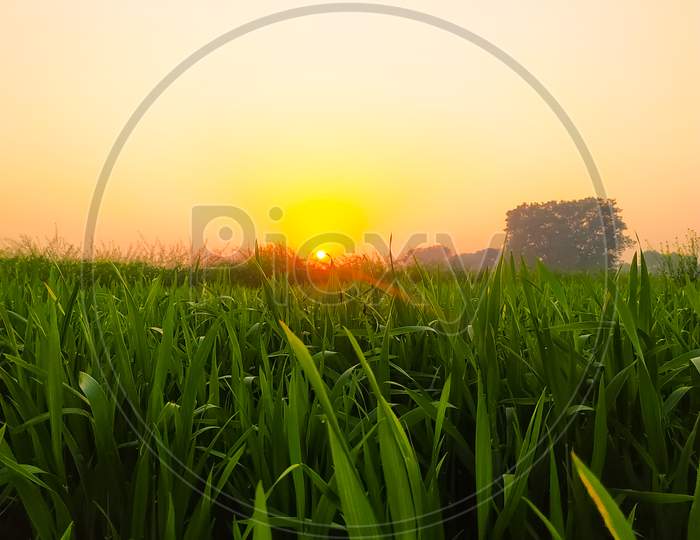 Beautiful Sunset On Th Green Wheat Plant Field
