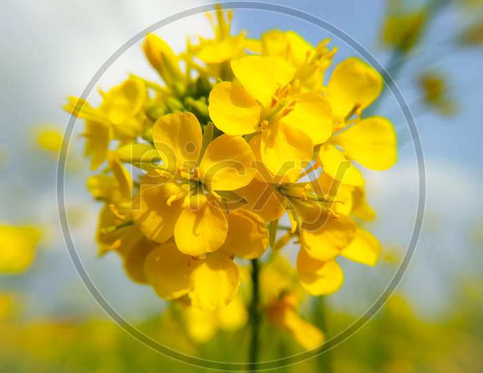 Close Up Shot Of Mustard Flower