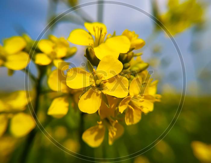 Macro Details Of Yellow Mustard